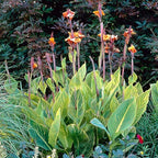 Canna ‘Pretoria’, a Great Live Pond Plant for Your Water Garden. Filters koi and Goldfish Pond. Good for Bogs, Plant Shelf or Shallow Water This marginal Aquatic is a Real Beauty