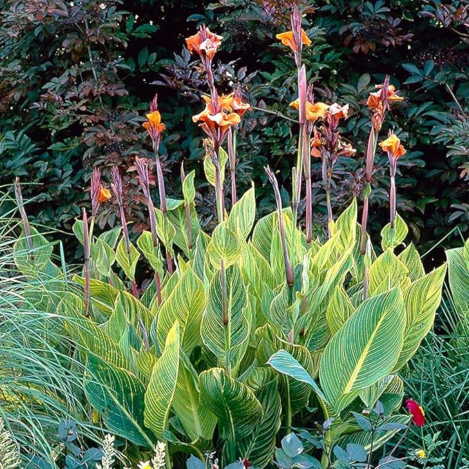 Canna ‘Pretoria’, a Great Live Pond Plant for Your Water Garden. Filters koi and Goldfish Pond. Good for Bogs, Plant Shelf or Shallow Water This marginal Aquatic is a Real Beauty