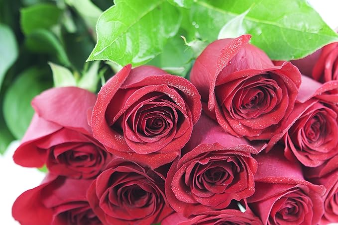 KaBloom - Bouquet of Long Stemmed Red Roses (Two Dozen) - Without Vase - Fresh Flowers for Birthday, Valentine's & Mother's Day