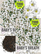 Seed Needs White Baby's Breath Seeds for Planting - Heirloom & Open Pollinated Annual Flowers - Perfect for a Butterfly Garden, Bouquets & Floral Arrangements (2 Packs)