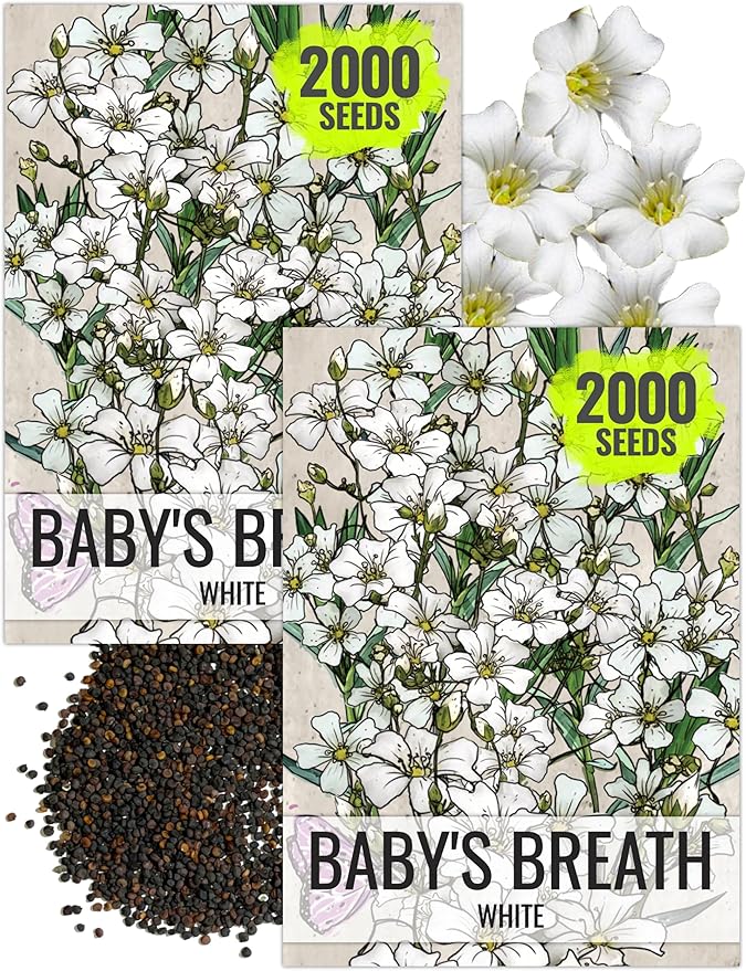 Seed Needs White Baby's Breath Seeds for Planting - Heirloom & Open Pollinated Annual Flowers - Perfect for a Butterfly Garden, Bouquets & Floral Arrangements (2 Packs)