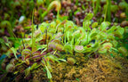 Non-Toxic Live Venus Fly Trap, Pet Safe Plant for Cats & Dogs, Dionaea Muscipula, Carnivorous Plants for Terrariums, Real Houseplants, Fun for Kids, 3 in. Pot