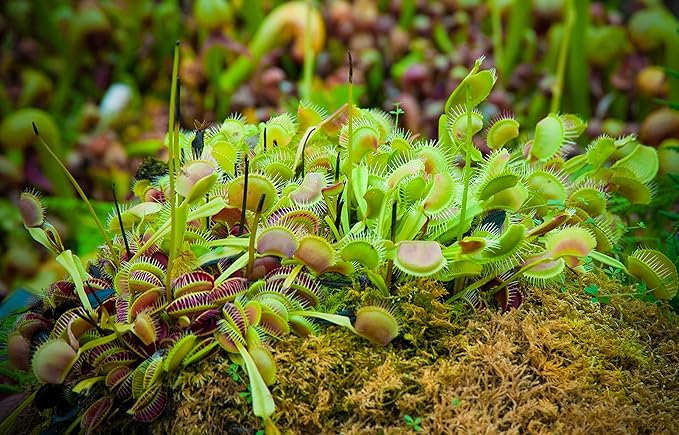 3 Inch Live Venus Fly Trap Live Plant 3PK, Venus Fly Trap Soil, Live Venus Flytrap Live Plants Indoor Plants Live Houseplants, Venus Fly Trap Pot, Venus Fly Trap Plant House Plants by Plants for Pets