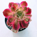 Blissful Aeonium Pink Witch in 4" Pot– Rare Variegated Succulent with Striking Pink-Green Rosettes. Drought Tolerant, and Perfect for Collectors, Gardens, Gifts, or Adding Unique Color Outdoors..