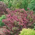 Proven Winners Sonic Bloom Punch Weigela (Florida) Live Plant, 4.5" Qt