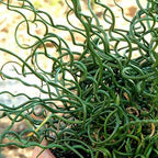 Chalily Corkscrew Rush, a Great Live Pond Plant for Your Water Garden. Filters The koi and Goldfish Pond. Good for Bogs, Plant Shelf or Shallow Water This marginal Aquatic is a Real Beauty