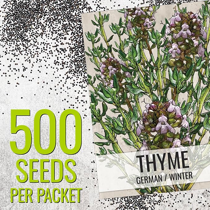 Seed Needs Rosemary & Thyme Seeds for Planting Fresh Kitchen Herbs - Non-GMO Heirloom & Untreated Perennial Herb Seed to Plant a Culinary Garden Indoors or Outdoors (2 Pack Duo)