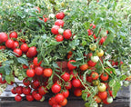Tomato Cherry Maskotka Cascading Trailing Dwarf Bush Tomato 50+ Seeds for Planting Non-GMO