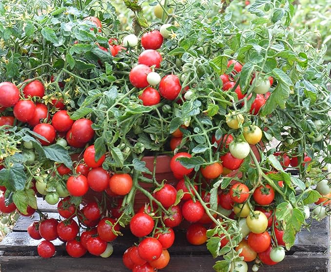 Tomato Cherry Maskotka Cascading Trailing Dwarf Bush Tomato 50+ Seeds for Planting Non-GMO