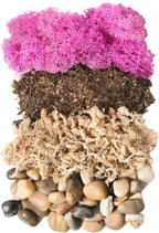 SuperMoss (90412) Terrarium Kit DIY Jar - Newport 32oz