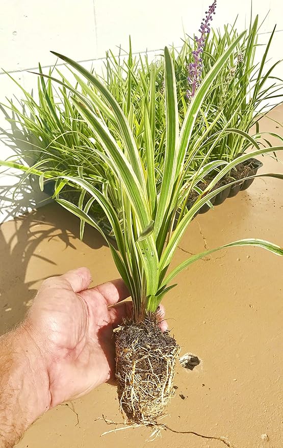 18 Pack - Liriope 'Variegated' Grass