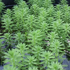 Chalily Parrot’s Feather, a Great Live Pond Plant for Your Water Garden. Filters The koi and Goldfish Pond. Good for Bogs, Plant Shelf or Shallow Water This marginal Aquatic is a Real Beauty
