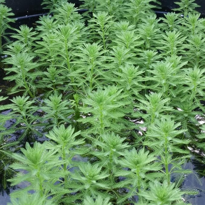 Chalily Parrot’s Feather, a Great Live Pond Plant for Your Water Garden. Filters The koi and Goldfish Pond. Good for Bogs, Plant Shelf or Shallow Water This marginal Aquatic is a Real Beauty
