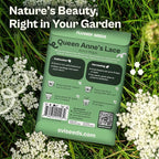 SVI 900 Queen Anne's Lace Seeds for Planting, Bishop's Flower Seed Packets (Ammi majus) - Bullwort, Laceflower, Heirloom Wildflower, False Annes Lace - Wild Flower Seeds to Plant Outside
