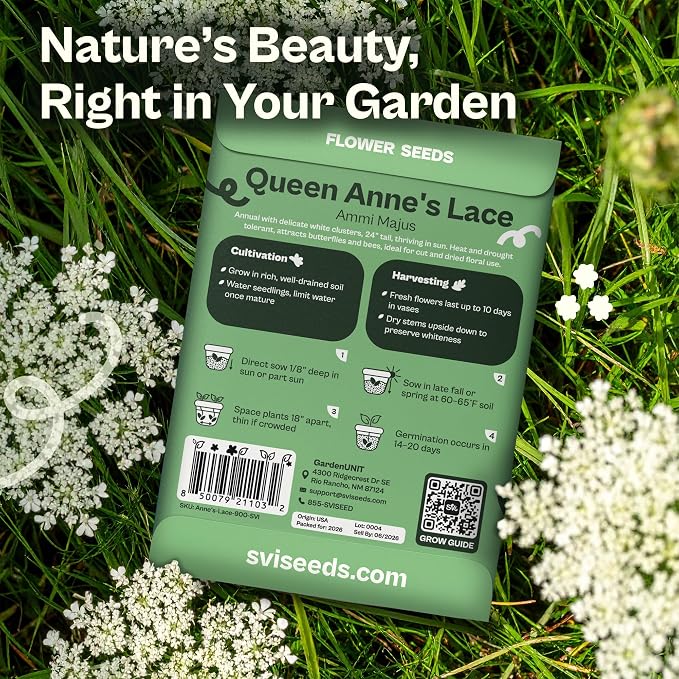 SVI 900 Queen Anne's Lace Seeds for Planting, Bishop's Flower Seed Packets (Ammi majus) - Bullwort, Laceflower, Heirloom Wildflower, False Annes Lace - Wild Flower Seeds to Plant Outside