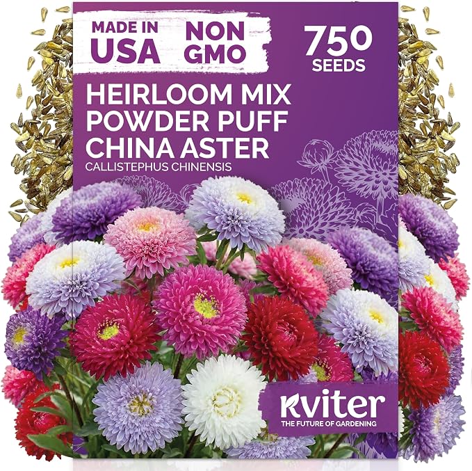 KVITER 750 Mix Powder Puff China Aster Seeds (Callistephus Chinensis) - China Aster, Cut Flowers with Long Stems, Double Flower in Seed Packets - Annual Flower Seeds for Outdoor Garden & Borders