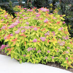 2 Gallon Proven Winners Spirea Double Play Candy Corn Shrub