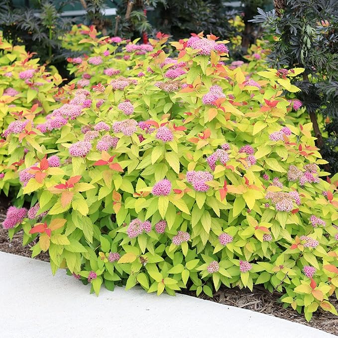 2 Gallon Proven Winners Spirea Double Play Candy Corn Shrub