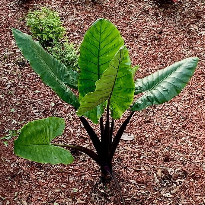 Black Stem Elephant Ear Live Plant - Alocasia macrorrhiza by Wellspring Gardens - Tropical Foliage, Indoor/Outdoor, Air Purifying, Low Maintenance, Lush Green Leaves, Easy to Grow Starter Plant