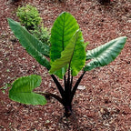 Black Stem Elephant Ear Live Plant - Alocasia macrorrhiza by Wellspring Gardens - Tropical Foliage, Indoor/Outdoor, Air Purifying, Low Maintenance, Lush Green Leaves, Easy to Grow Starter Plant