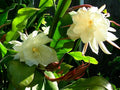 Orchid Cactus Epiphyllum Oxypetalum (White) One pc Leaf Cutting, F1680