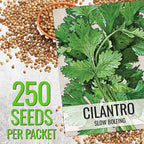 Seed Needs Cilantro & Dill Seeds for Planting Fresh Kitchen Herbs - Non-GMO Heirloom & Untreated Perennial Herb Seed to Plant a Culinary Garden Indoors or Outdoors (2 Pack Duo)