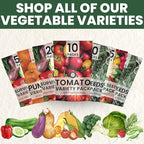 Tomato Seeds | 10 Individual Packs | 2026 Season | Non-GMO | Roma, Brandywine, Cherry & More! | for Planting Indoor & Outdoor | by Family Sown