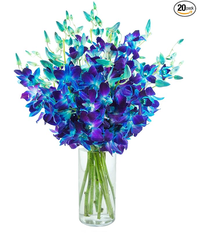 KaBloom - Exotic Blue Sapphire Orchid Bouquet of 20 Fresh Blue Dendrobium Orchids with Vase - Fresh Flowers for Birthday, Valentine's & Mother's Day
