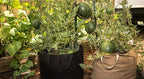 Smart Pots 15-Gallon Smart Pot Soft-Sided Container, Tan with Strap Handles