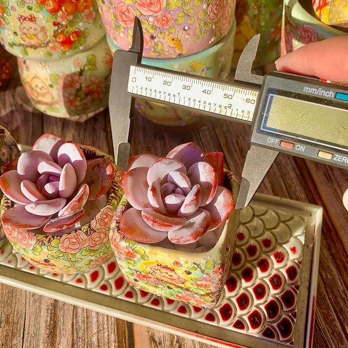Echeveria Laui Succulent Kit - with Plastic Pot, 1 Head 2" Live Plant, Compressed Soil & Guide, for Garden Indoor Office Desk (1, Echeveria Laui)