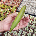 Hylocereus undatus Pitahaya Dragon Fruit Cutting Cacti Cactus Succulent Real Live Plant