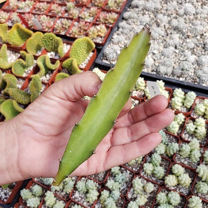 Hylocereus undatus Pitahaya Dragon Fruit Cutting Cacti Cactus Succulent Real Live Plant