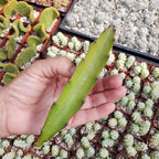 Hylocereus undatus Pitahaya Dragon Fruit Cutting Cacti Cactus Succulent Real Live Plant