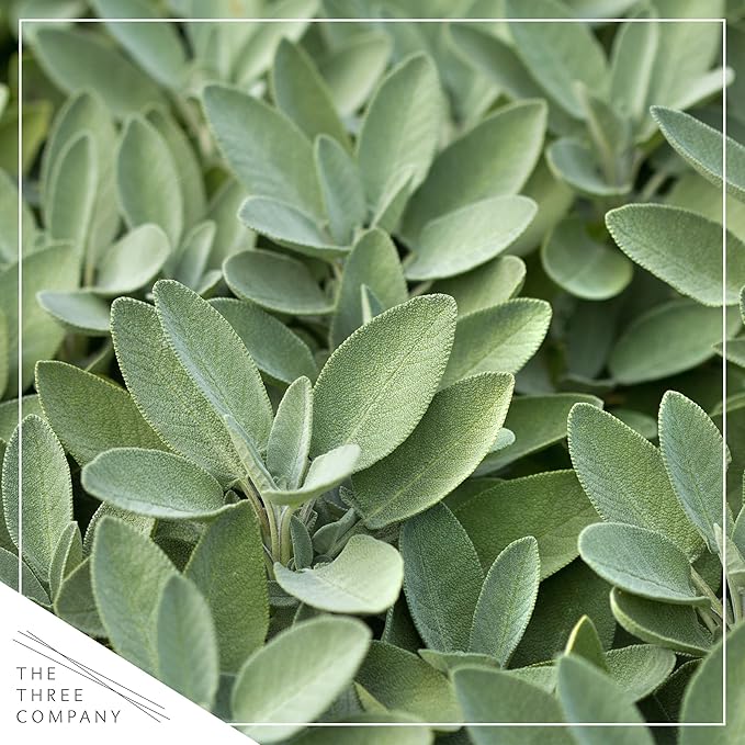 Live Aromatic and Edible Herbs - Assorted Varieties (4 Per Pack) - Lemon Verbena, Eucalyptus, Mint, Lavender - 6" Tall by 3" Wide in 1 Pint Pot