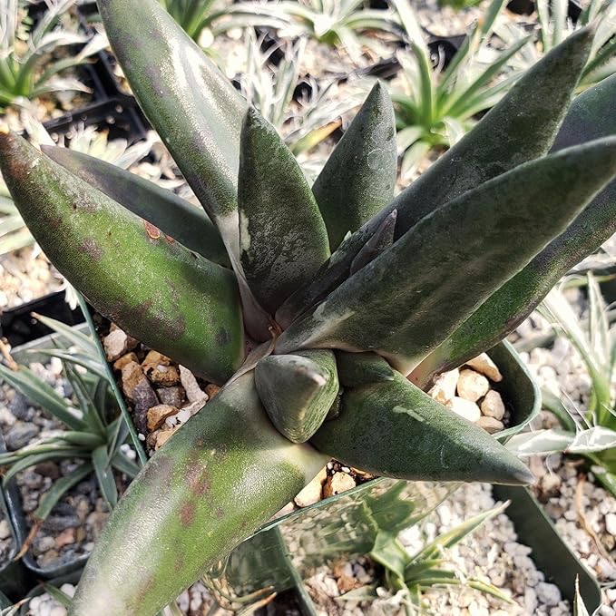 Gasteria nigricans monstrose Cacti Cactus Succulent Real Live Plant