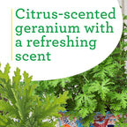 Bonnie Plants Citronella, Live Plant, 2.32 qt. 2-Pack