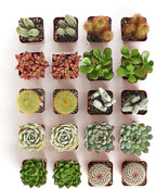 Shop Succulents Premium Live Mini Cactus and Succulent Plants in 2" Pots, Easy Care Indoor or Outdoor Gardening, Terrariums, Favors, & Contemporary Spaces with Hardy, Resilient Varieties, Pack of 64