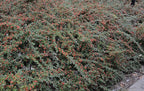 RedCrocus Coral Beauty Cotoneaster- Evergreen Ground Cover, Drought Tolerant, Pet Safe, Low Maintenance Plant for Landscaping & Erosion Control 3 Gallon