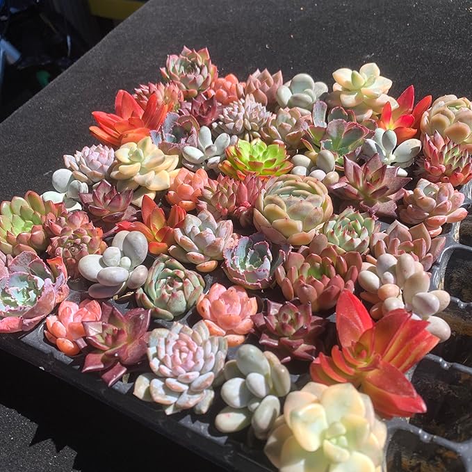 Mix DIY Rare Live Succulent Plants, 0.5-1,5" Random Mystery Bulk Succulent Live Plant, Without Pot & Soil, 6/12/24 Pcs, Garden Indoor Office Desk Decoration, Plant Gifts (24)