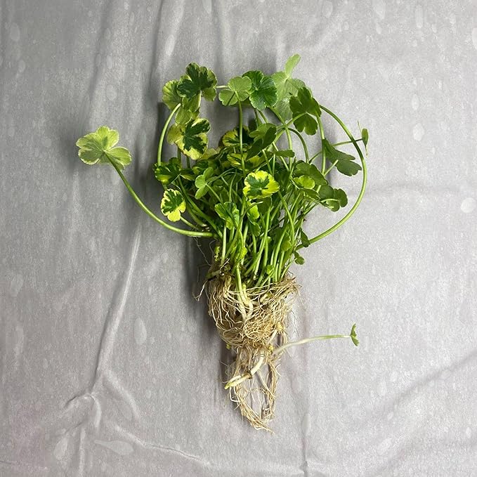 Pennywort 'Crystal Ball', a Great Live Pond Plant for Your Water Garden. Filters koi and Goldfish Ponds. Good for Bogs, Plant Shelf or Shallow Water This marginal Aquatic is a Real Beauty