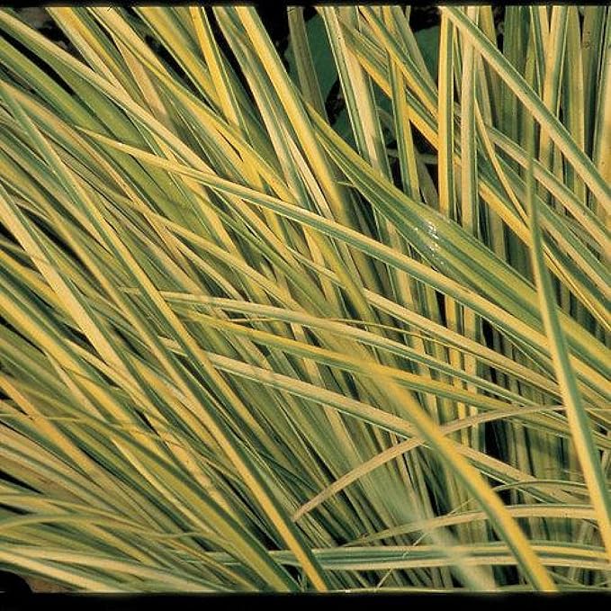 Golden Sweet Flag, a Great Live Pond Plant for Your Water Garden. Filters koi and Goldfish Ponds. Good for Bogs, Plant Shelf or Shallow Water This marginal Aquatic is a Real Beauty