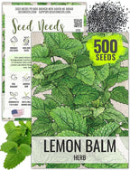 Seed Needs Lemon Balm Seeds for Planting - Non-GMO, Heirloom & Untreated Perennial Medicinal Herb - Plant Indoors/Outdoors Used for Making Calming Tea (1 Pack)