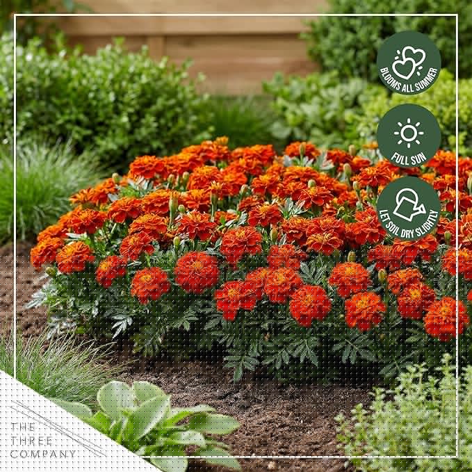 Live Flowering Marigold - Durango Red (4 Per Pack), Beautiful Spring Color, 8" Tall by 4" Wide in 1 Pt Pot