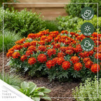 Live Flowering Marigold - Durango Red (4 Per Pack), Beautiful Spring Color, 8" Tall by 4" Wide in 1 Pt Pot