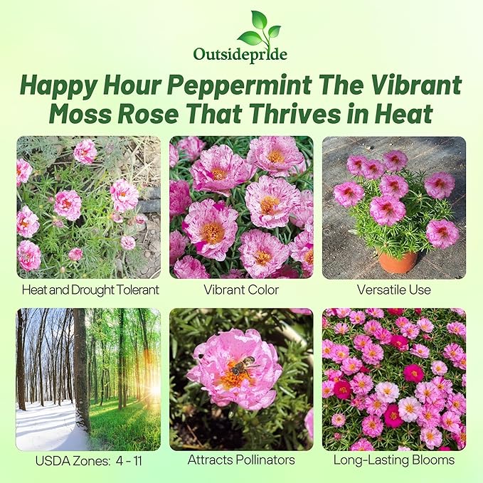 Outsidepride Peppermint Moss Rose Seeds - 500 Pcs Annual, Drought & Heat Tolerant, Pollinator Friendly Ground Cover Seeds for Planting w/Vibrant Blooms & Succulent Foliage, Ideal for Xeriscaping
