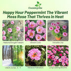 Outsidepride Peppermint Moss Rose Seeds - 500 Pcs Annual, Drought & Heat Tolerant, Pollinator Friendly Ground Cover Seeds for Planting w/Vibrant Blooms & Succulent Foliage, Ideal for Xeriscaping