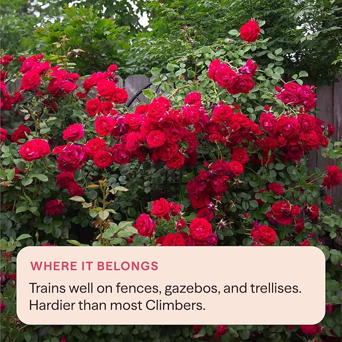 Heirloom Climbing Roses, Live Own Root Plant for Outdoor Garden, The Prince's Trust™, Lightly Fragrant, Hardiness Zones 5–10, Continual Blooming