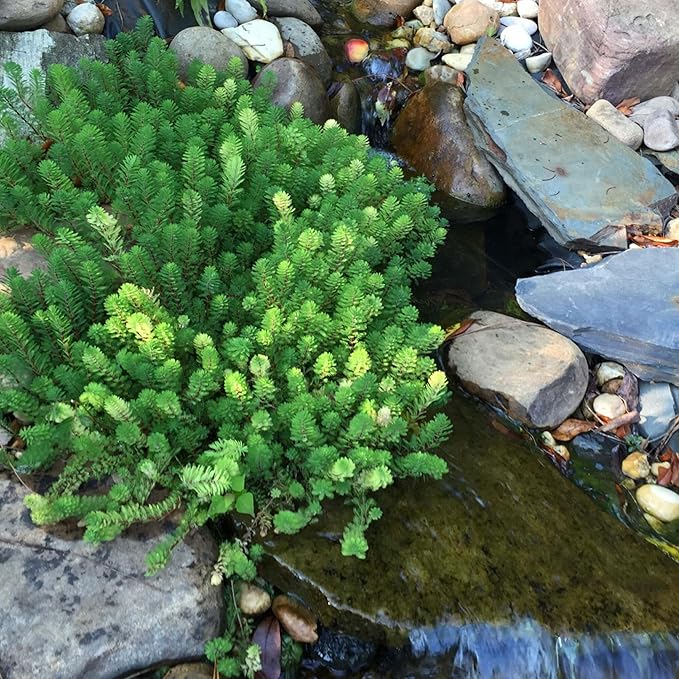 Chalily Parrot’s Feather, a Great Live Pond Plant for Your Water Garden. Filters The koi and Goldfish Pond. Good for Bogs, Plant Shelf or Shallow Water This marginal Aquatic is a Real Beauty