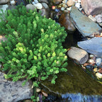 Chalily Parrot’s Feather, a Great Live Pond Plant for Your Water Garden. Filters The koi and Goldfish Pond. Good for Bogs, Plant Shelf or Shallow Water This marginal Aquatic is a Real Beauty