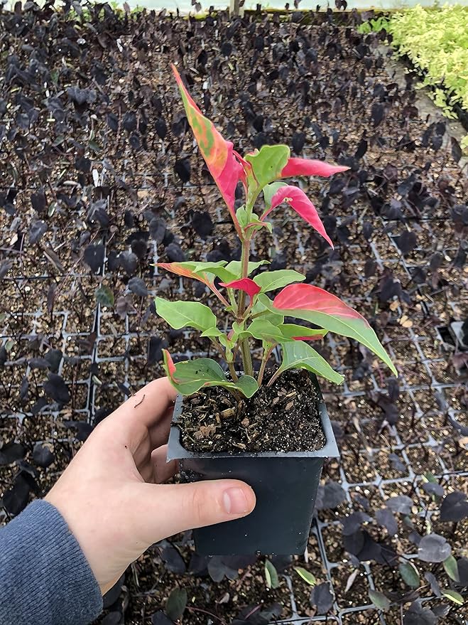 2 Alternanthera 'Party Time' Joseph's Coat Plants in a 4" Pot